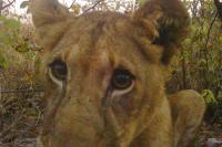 150,000 Images Across 300 Wildlife Cameras Reveal the ‘Special’ Secrets of Some of the World’s Most Elusive Animals