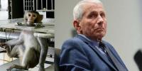 Fauci's agency backed an experiment aerosolizing lethal Ebola — then he panicked about what it exposed about vaccination