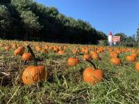 Best pumpkin patches and fall farms to visit near Baltimore in 2026