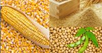 Rising feed ingredient costs threaten poultry industry