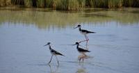 How Great Salt Lake's low levels affect shorebirds on Access Utah