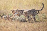 Why Scientists Want Your Photos of Wildlife Eating Lunch