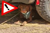Idaho Man Scamming Pet Owners, Threatens To 'Kill' Lost Animals