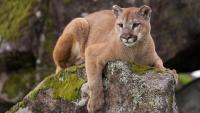 Wyoming man kicks mountain lion in the face to save his dog, then fights it off bare-handed