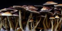Ohio State Cancer Center treating lung cancer patients for depression with magic mushrooms