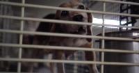 Wisconsin lawmaker introduces bill to end federal funding for dog, cat research