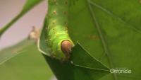 Get a close look at caterpillar research in expanded Dublin lab