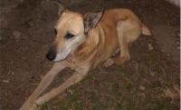 Muldersdrift non-profit appeals for funds to save injured dog