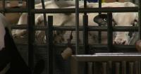 'Opening new doors for dairy': World Dairy Expo welcomes thousands to America's Dairyland