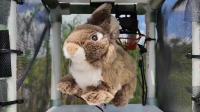 Florida's Fixing Its Python Problem With High-Tech Stuffed Animal Spies
