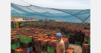 Nigerian tomato processor secures US$2.5 million AgriFI investment