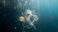 Plastic pollution reaches almost 4,000 meters deep in the Pacific Ocean off Ecuador with bags, fishing nets, and bottles
