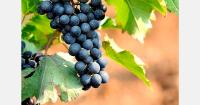 Moldovan table grape harvest forecast below 100,000 tons