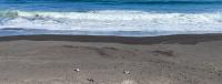 Chile: 57 penguins found dead in Maule, suspected death by entanglement during fishing activities