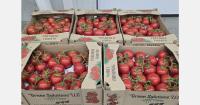 Armenian tomato grower targets Europe following Russian ban