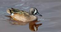 Strong teal numbers reported as shortened season nears end