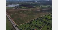 Climatic challenges and trade dynamics in the Sicilian lemon cultivation sector