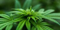 Cannabis Policy is Not a Choice Between Complacency and Prohibition