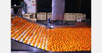 South African citrus industry beset by doubts about the way forward