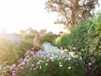 Sonoma County Farms Helped Restaurants Reach Michelin Stars