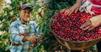 El Salvador Coffee Exports Surge as 2025-2026 Harvest Reaches 13-Year High.