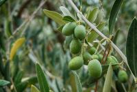 Scientists are backing olive oil. Cyprus is ignoring its best health export 