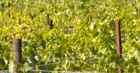Eugene winery eyes harvest after Oregon's best season in years