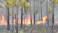 Florida 3 Alpha Sierra wildfire burns 400 acres in the Everglades