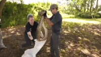 UF researchers aim to use new tool to identify python population patterns, curb their growth in Florida
