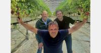 Better strawberry harvest forecasts with image recognition