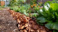 Vegetable Trials Target Organic Seed Production Yield Gaps