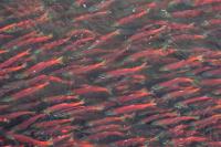 Alaska’s Bristol Bay salmon return about average this year, with higher prices paid to fishers