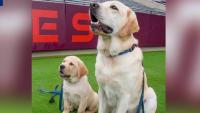 Virginia Tech welcomes new dog cadet, Bedford