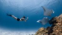 In the Maldives, your phone rings when the manta rays arrive