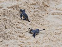 Seven sea turtle hatchlings begin their ocean journey at Cinnamon Velifushi Maldives