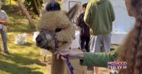 Alpacas; How They've Become a Growing Part of the Local Agricultural Community