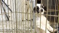 Canadian officers rescue 97 small-breed dogs from home in SPCA's largest intake ever