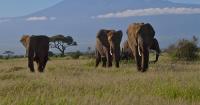 Who is poisoning Kenya’s elephants?