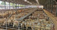 Charity lamb at market raises money for Down’s Syndrome Charity