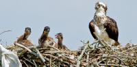 Osprey Breeding Success Plummeted This Summer