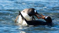 Scientists identify a new penguin species for the first time in more than 100 years
