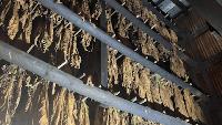 Drought and high diesel prices squeeze Virginia farmers as tobacco curing fills barns