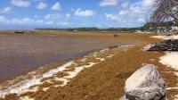 A coastal burden reimagined: How seaweed could support Pacific construction