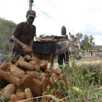 New planting tech set to revolutionise yam farming