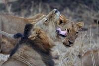 Turning vulnerable livestock into four-eyed beasts helps protect them in Zimbabwe