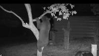 Video: Bear and fox climb tree for plums in Nevada City