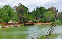 Second goose with bird flu dies at Nicosia park