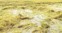 Three months of farming leaves Vietnam rice grower with just $1.30