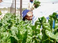 Agriculture second-biggest driver of economy