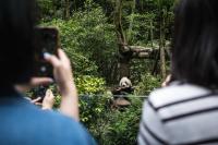 Beyond Pandas: Foreign Tourists Embrace In-Depth Travel in Chengdu